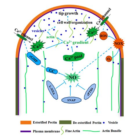 植物所研究发现NO调节花粉管生长过程中胞内外Ca2+的变化和细胞壁构建