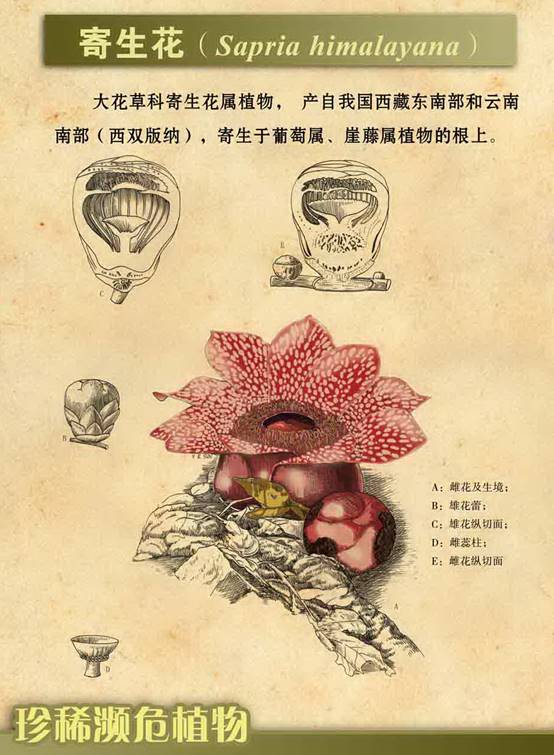 珍稀濒危植物（3）-中国科学院植物研究所